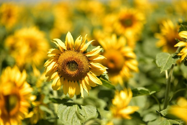 Quelles croisières permettent de découvrir les traditions de la pêche à la mouche en Écosse?